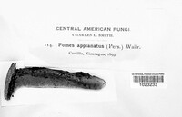 Ganoderma applanatum image